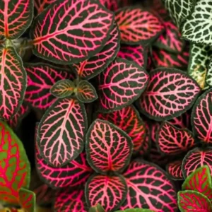 Fittonia Nerve Plants Live Set - Pink & White Mix, 4 Inch Pot, Indoor Terrarium Plants