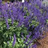 Blue Salvia Live Plants - 4 Inch Pot - May Night Salvia Plants