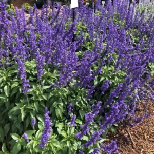 Blue Salvia Live Plants - 4 Inch Pot - May Night Salvia Plants