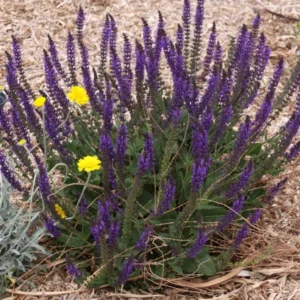 Blue Salvia Live Plants - 4 Inch Pot - May Night Salvia Plants