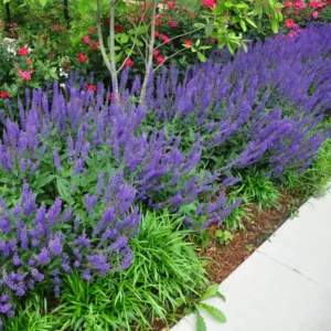 Blue Salvia Live Plants - 4 Inch Pot - May Night Salvia Plants