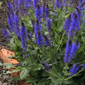 Blue Salvia Live Plants - 4 Inch Pot - May Night Salvia Plants