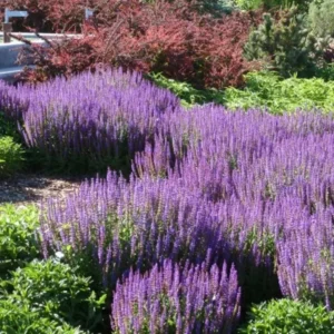 Blue Salvia Live Plants - 4 Inch Pot - May Night Salvia Plants