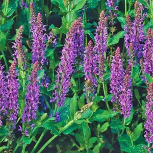 Blue Salvia Live Plants - 4 Inch Pot - May Night Salvia Plants