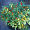 Pequin Chile Plants - Live Hot Pepper Plants - Set of 2 Potted Seedlings