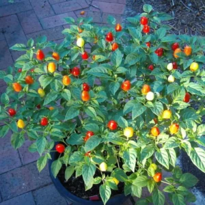 Pequin Chile Plants - Live Hot Pepper Plants - Set of 2 Potted Seedlings