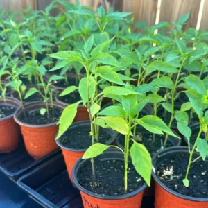 Pequin Chile Plants - Live Hot Pepper Plants - Set of 2 Potted Seedlings