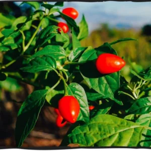 Pequin Chile Plants - Live Hot Pepper Plants - Set of 2 Potted Seedlings