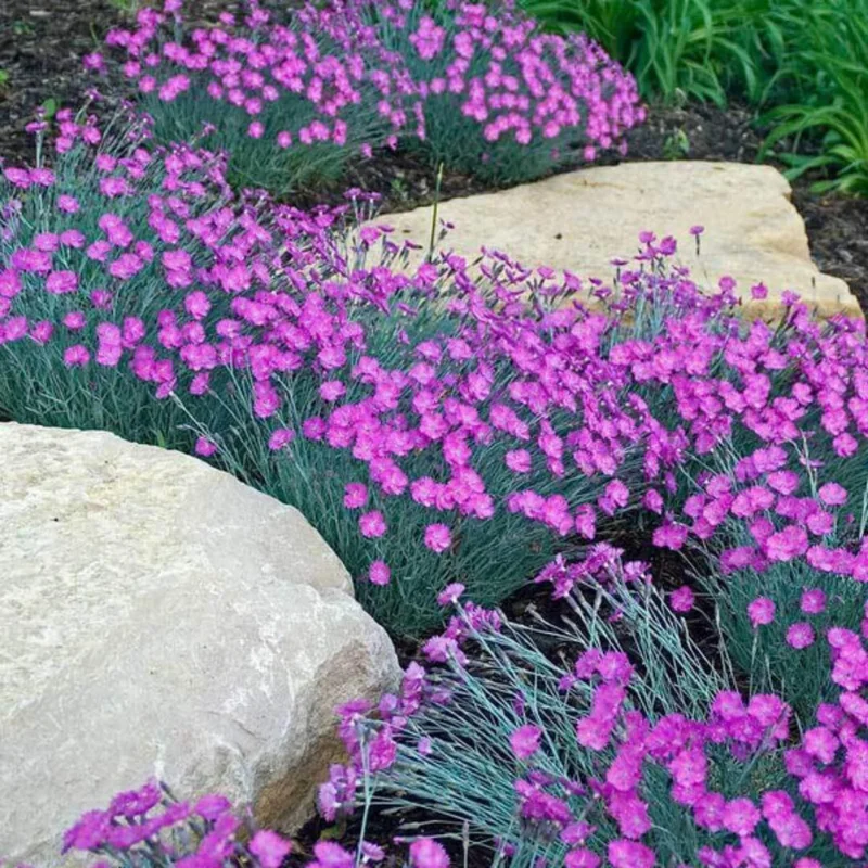 Dianthus Plants Set - Live Fragrant Groundcover - Multi-Color Blooms