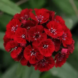 Dianthus Plants Set - Live Fragrant Groundcover - Multi-Color Blooms