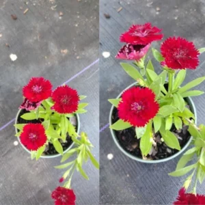 Dianthus Plants Set - Live Fragrant Groundcover - Multi-Color Blooms