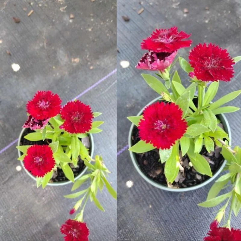 Dianthus Plants Set - Live Fragrant Groundcover - Multi-Color Blooms