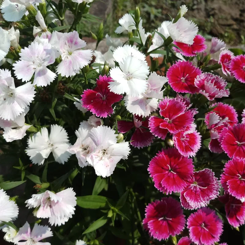 Dianthus Plants Set - Live Fragrant Groundcover - Multi-Color Blooms