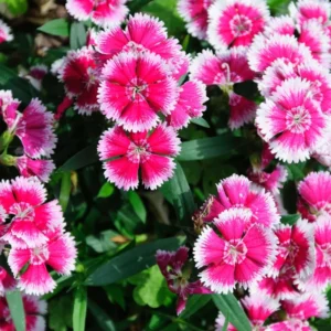 Dianthus Plants Set, Live Fragrant Groundcover, Multi-Color, 2 Plants per Pot