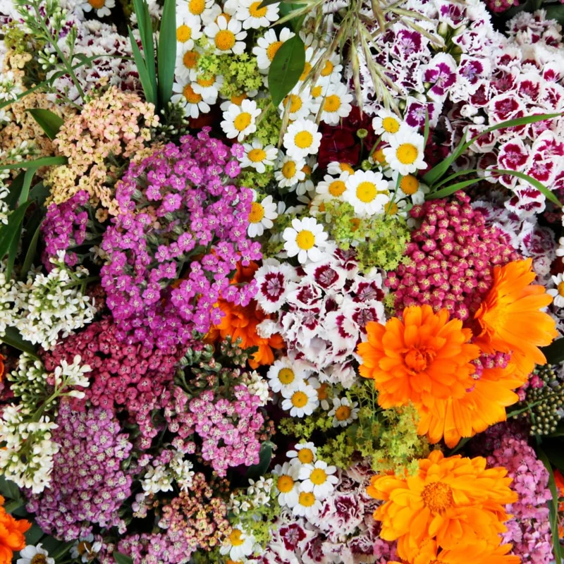 Dianthus Plants Set, Live Fragrant Groundcover, Multi-Color, 2 Plants per Pot