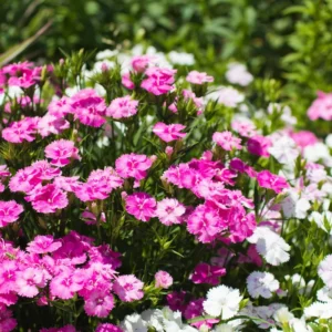 Dianthus Plants Multi Colors Set - Live Fragrant Groundcover - 2 Plants per Pot