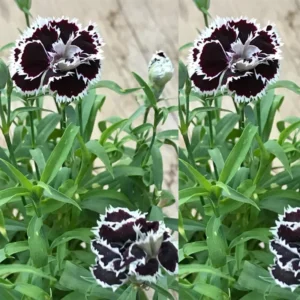 Dianthus Plants Multi Colors Set - Live Fragrant Groundcover - 2 Plants per Pot