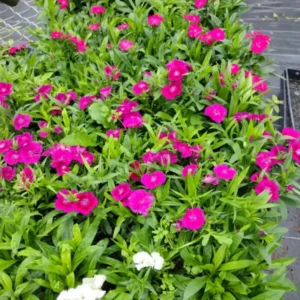 Dianthus Plants Multi Colors Set - Live Fragrant Groundcover - 2 Plants per Pot