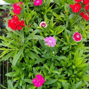 Dianthus Plants Multi Colors Set - Live Fragrant Groundcover - 2 Plants per Pot