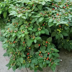 Chiltepin Pepper Plant Live - 4 Inch Pot - Hot Pepper Plant