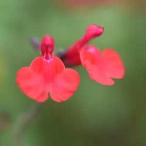Red Sage Plants Live - 2 Potted Perennial Salvia Sage Plants for Gardens
