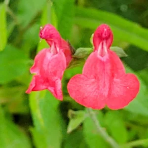 Red Sage Plants Live - 2 Potted Perennial Red Salvia Sage Plants for Planting