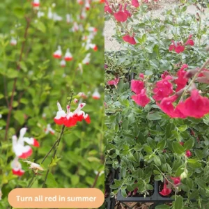 Red Sage Plants Live - 2 Potted Perennial Red Salvia Sage Plants for Planting