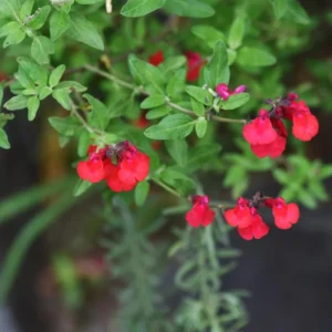 Red Sage Plants Live - Set of 4 Perennial Salvia Sage for Growing