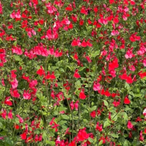 Red Sage Plants Live - Set of 4 Perennial Salvia Sage for Growing
