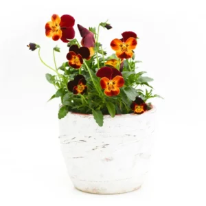 Assorted Pansy Plants - 4 Inch Pot - Viola Live Plants - White, Yellow, Purple