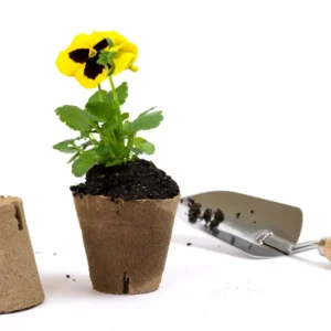 Assorted Pansy Plants - 4 Inch Pot - Viola Live Plants - White, Yellow, Purple