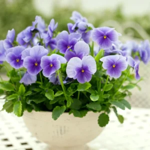 Assorted Pansy Plants - 4 Inch Pot - Viola Live Plants - White, Yellow, Purple