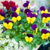 Mixed Pansy Plants Live 4-inch Pot Flowering Viola White Yellow Purple