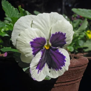 Mixed Pansy Plants Live 4-inch Pot Flowering Viola White Yellow Purple
