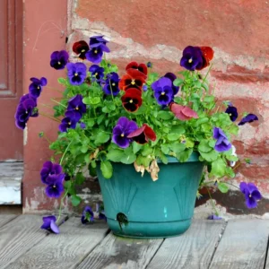 Mixed Pansy Plants Live 4-inch Pot Flowering Viola White Yellow Purple