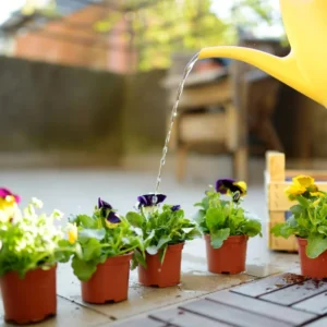 Flowering Pansy Plants Live Assorted - 4 Inch Pot - White Yellow Purple