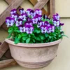 Flowering Pansy Plants Live Assorted - 4 Inch Pot - White Yellow Purple