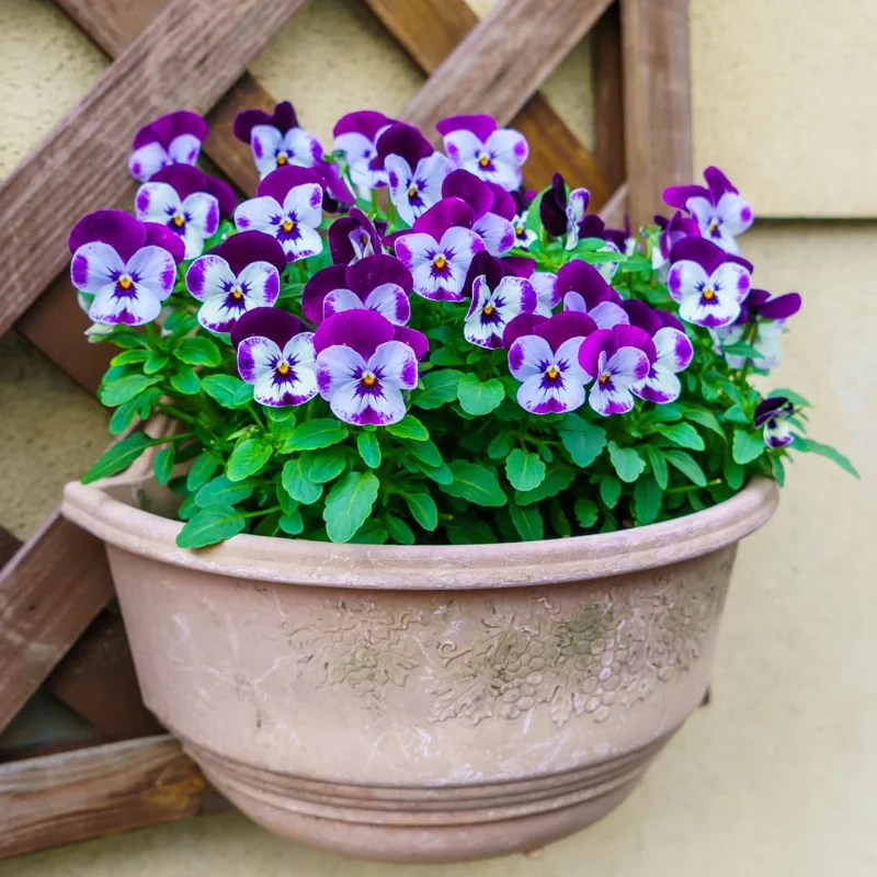 Flowering Pansy Plants Live Assorted - 4 Inch Pot - White Yellow Purple