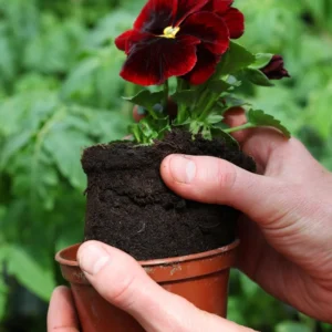 Flowering Pansy Plants Live Assorted - 4 Inch Pot - White Yellow Purple