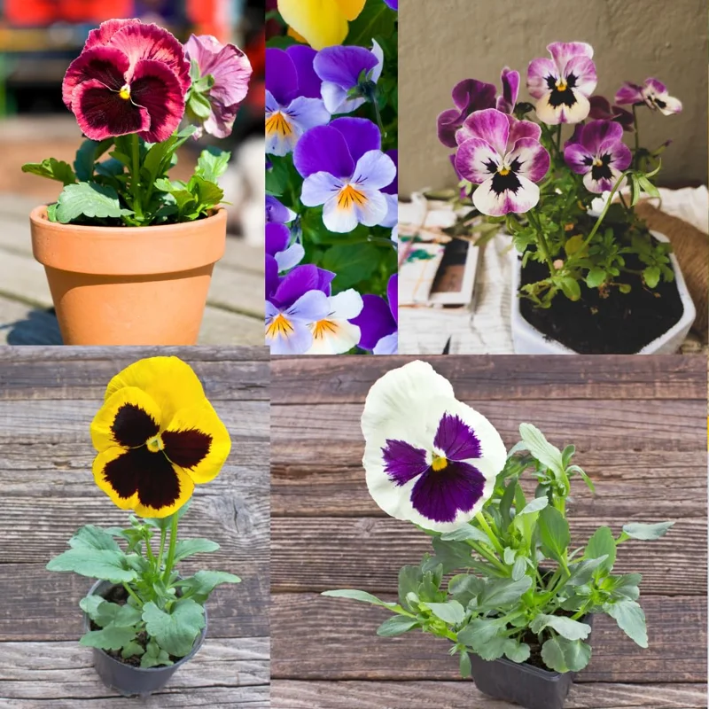 Pansy Plants Live Set - 4 Pack Viola Flower Plants White Yellow Purple
