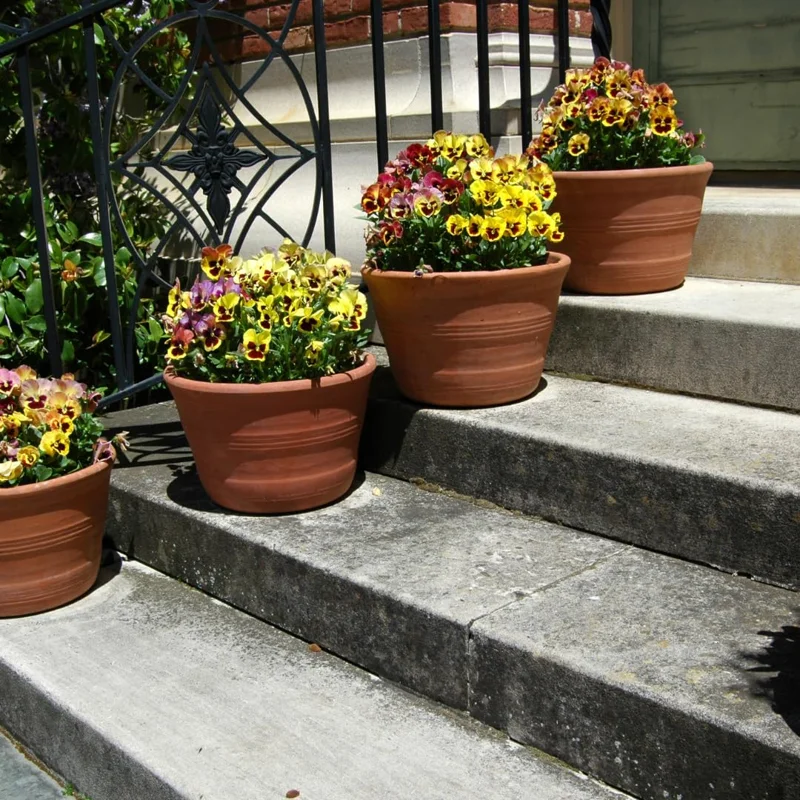 Pansy Plants Live Set - 4 Pack Viola Flower Plants White Yellow Purple