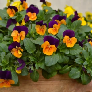 Pansy Plants Live Set - 4 Pack Viola Flower Plants White Yellow Purple