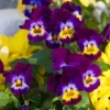 Pansy Plants Set - 6 Live Viola Perennial in 4in Pot - White Yellow Purple