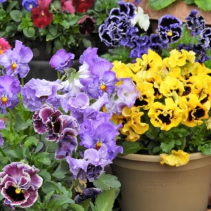 Pansy Plants Set - 6 Live Viola Perennial in 4in Pot - White Yellow Purple