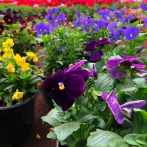 Assorted Pansy Plants Live - 6 Pack Perennial Flowering Viola - White, Yellow, Purple Blooms