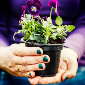 Assorted Pansy Plants Live - 6 Pack Perennial Flowering Viola - White, Yellow, Purple Blooms