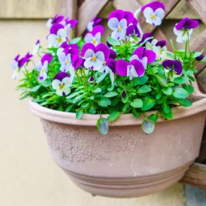 Assorted Pansy Plants Live - 6 Pack Perennial Flowering Viola - White, Yellow, Purple Blooms