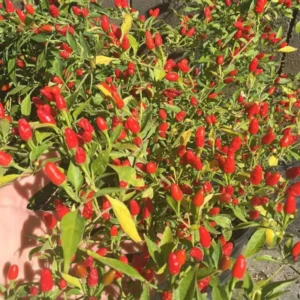 Hot Pequin Peppers Live Plant 4 Inch Pot Hot Chili Pepper