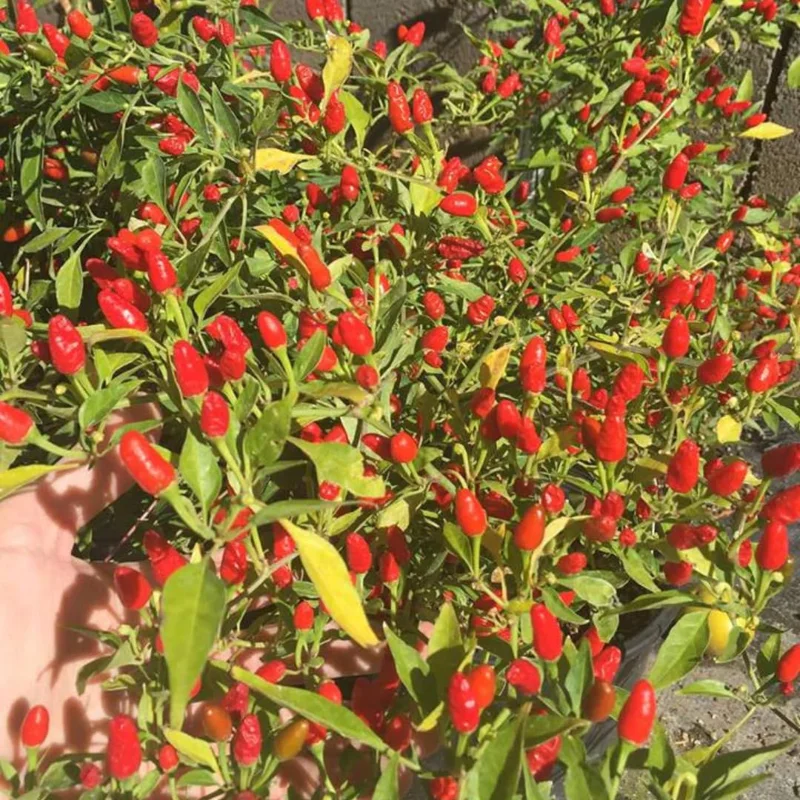 Hot Pequin Peppers Live Plant 4 Inch Pot Hot Chili Pepper