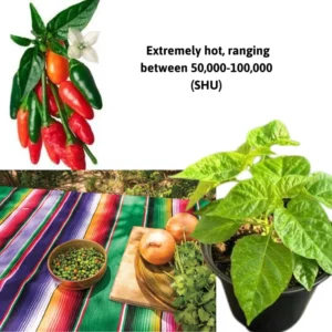 Hot Pequin Peppers Live Plant 4 Inch Pot Hot Chili Pepper